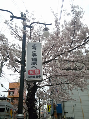 編集部ニュース「桜咲く福原にようこそ」