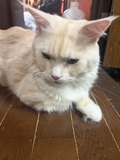 なでし娘 りのの写メ日記「本日のお見送り🐈♡」