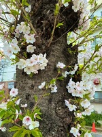 🌸福原の桜🌸
