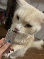 美しさと可愛さの化身