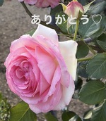 ありがとう🫶