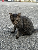 🐈⬛🎀
