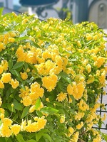 夢か現か幻か（グッドスマイル）の写メ日記「うちに咲いてる花🌼.*」 画像