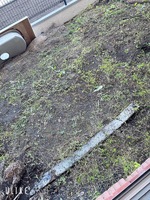 天ノ川　天（ウエスタンクラブ）の写メ日記「草むしり🌱‬‪」 画像