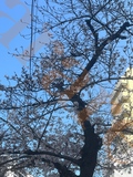 ガチ桜( Ꙭ) ✰